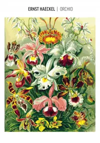 2. Good Loot Imagination Painting by Numbers: Ernst Haeckel Orchidea (malowanie po numerach)