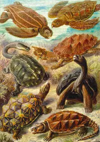 4. Good Loot Imagination Puzzle: Ernst Haeckel Chelonia / Żółwie morskie (1000 elementów)