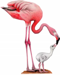 7. Na skrzydłach: Ptaki Ameryk