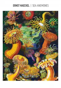 2. Good Loot Imagination Painting by Numbers: Ernst Haeckel Stworzenia morskie (malowanie po numerach)