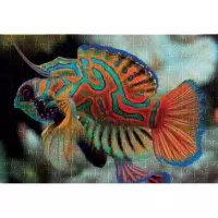 3. Interdruk Puzzle 250 el Colourf Nature 11 Mandarinfish 385574