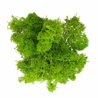 2. Craft With Fun Ozdoba Dekoracyjna Mech Zielony 579915