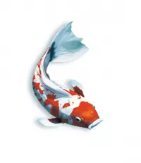 10. Koi (edycja polska)