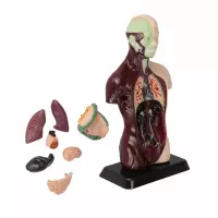 3. Mega Creative Zestaw Naukowca Anatomia Człowieka 569871