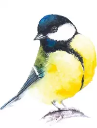 11. Meadow (wyd. angielskie)