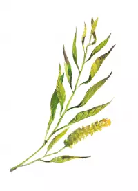 13. Meadow (wyd. angielskie)