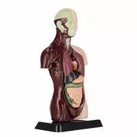 4. Mega Creative Zestaw Naukowca Anatomia Człowieka 569871