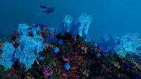 2. Ecosystem (PC) (klucz STEAM)