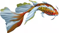 6. Koi (edycja polska)