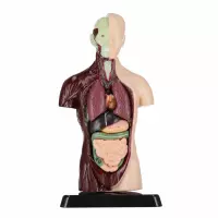 5. Mega Creative Zestaw Naukowca Anatomia Człowieka 569871