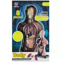 6. Mega Creative Zestaw Naukowca Anatomia Człowieka 569871