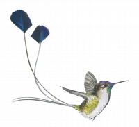 6. Na skrzydłach: Ptaki Ameryk