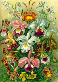 5. Good Loot Imagination: Ernst Haeckel Orchidea / Orchid (1000 elementów)